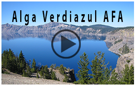 alga verdiazul afa