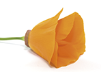 Amapola de California