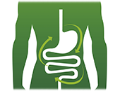 DigestiÃ³n