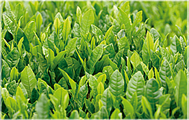 te verde