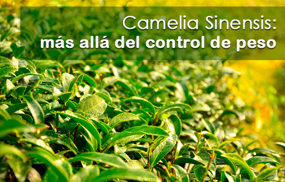 camelia sinensis