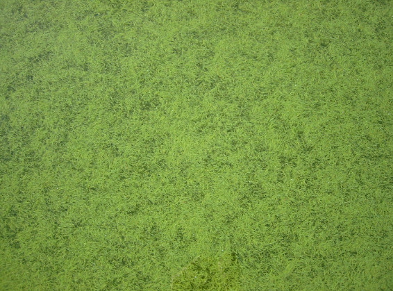 Algas verdes azules 100% Klamath – Procedimiento de recolección y preparado