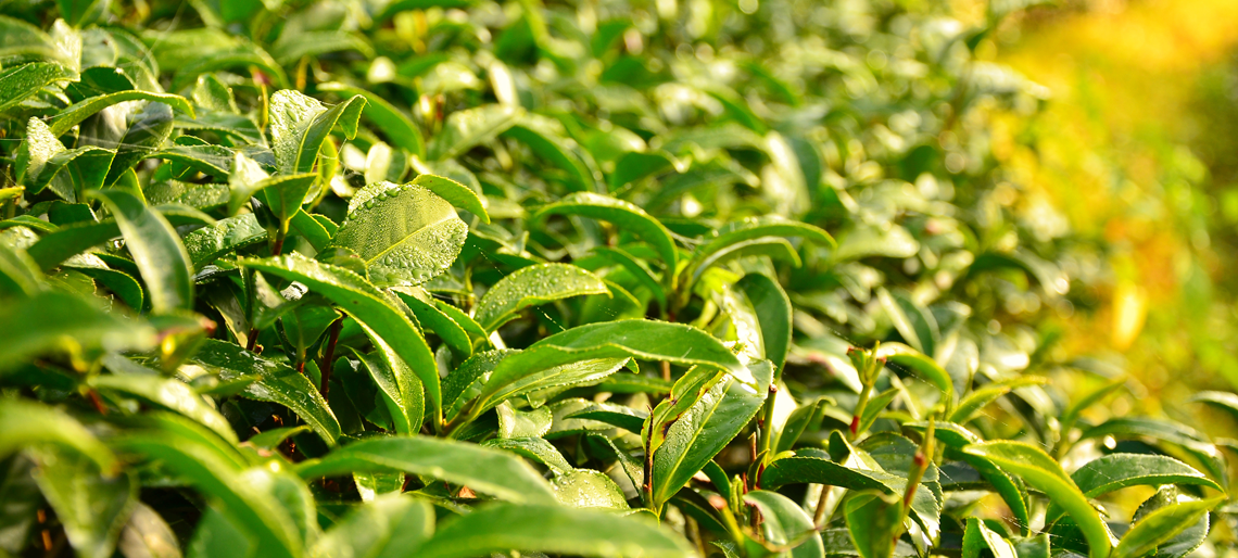 Epigalocatequinas del Té verde. Disminución de factores de riesgo de síndrome metabólico