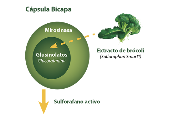 Carbon Activado + Brocoli – Corpo Nutrition