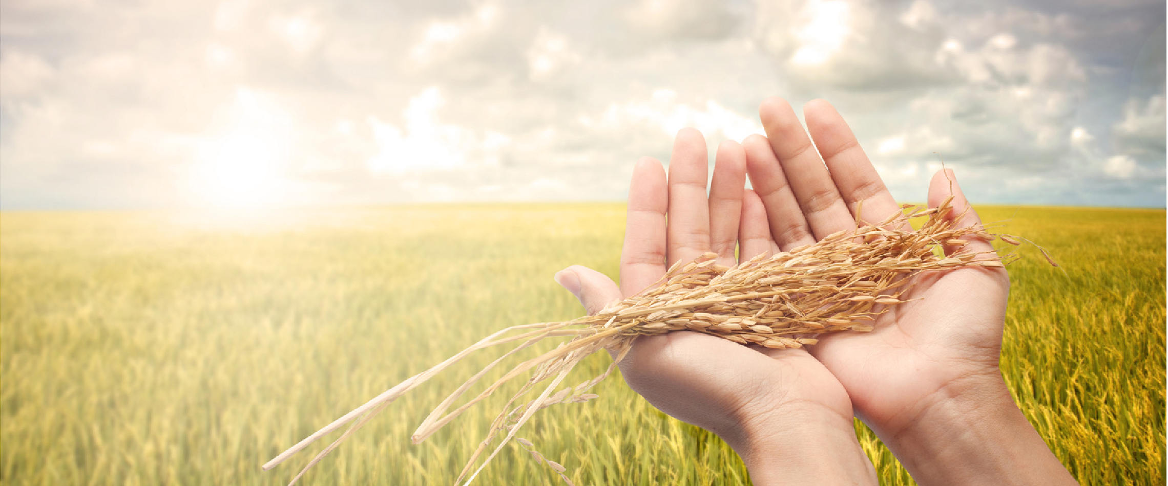 Посеявший зерно самоклеящаяся. Пшеница в руках. Женщина пшеница. Человек сеет зерно. Зеленая пшеница в руке.