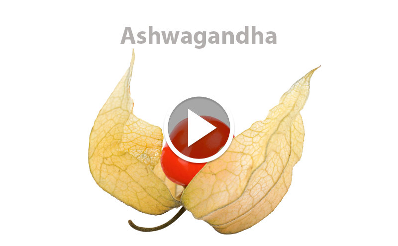 ¿Conoces la Ashwagandha?