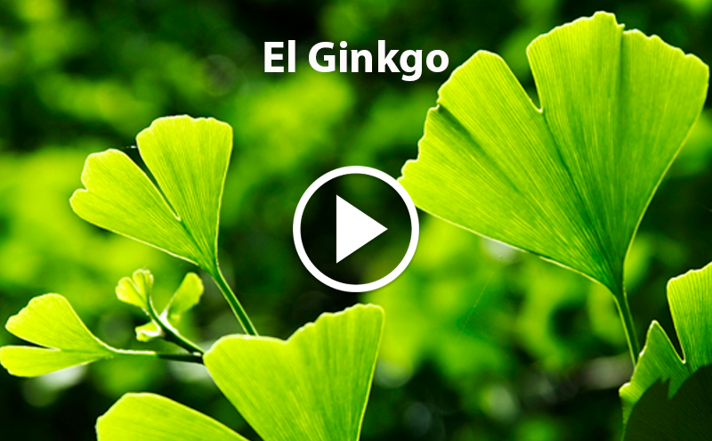 ¿Conoces el Ginkgo?