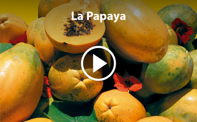 ¿Conoces la Papaya?