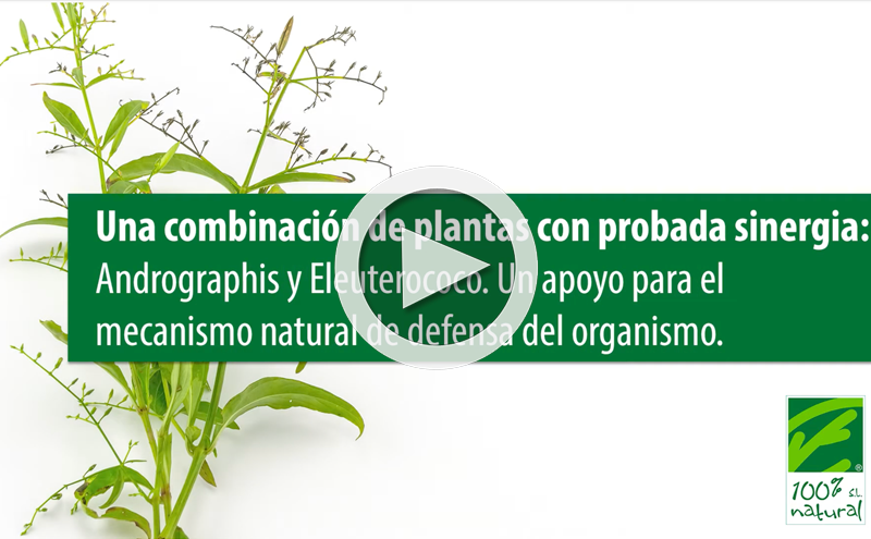 Una combinación de plantas adaptógenas con probada sinergia: Andrographis y Eleuterococo.