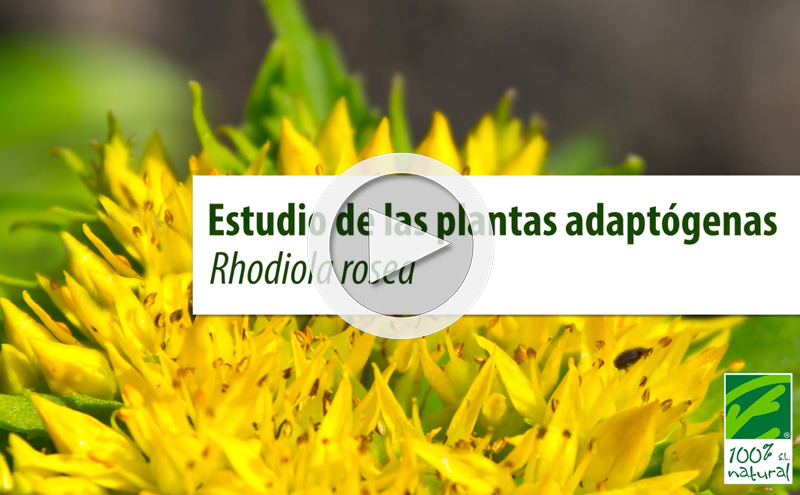 Estudio de las plantas adaptógenas. Rhodiola rosea