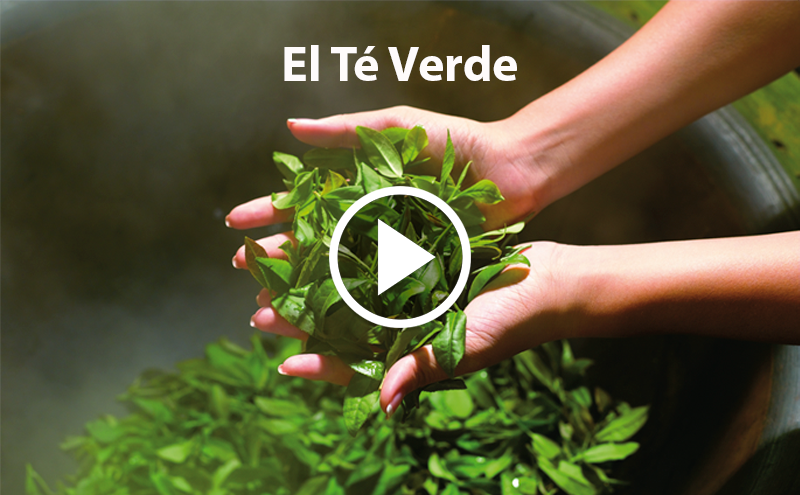 ¿Conoces el Té verde?